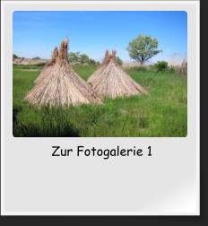 Zur Fotogalerie 1